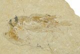 Three Cretaceous Fossil Shrimp - Lebanon #308518-2